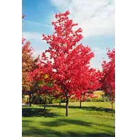 Клён красный Acer rubrum саженцы